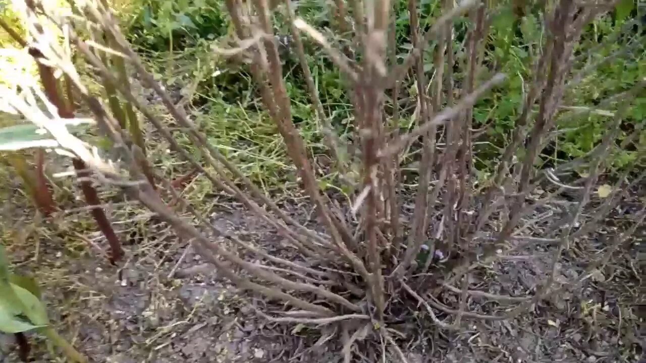 Гибла как определить