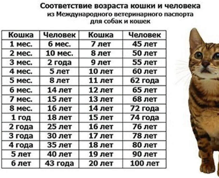 Кошачий Возраст по человеческим меркам. Кошачий Возраст по человеческим меркам таблица. Как определить сколько лет кошке по человеческим меркам. Таблица сколько кошке лет по человечески.