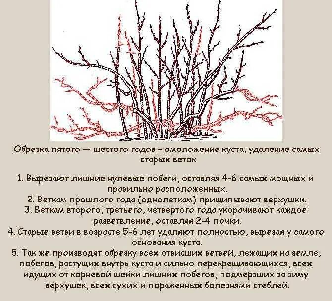 Как подрезать смородину весной. Обрезать смородину осенью схема подрезки. Обрезать смородину осенью схема. Схема обрезки смородины осенью осенью. Схема обрезки куста смородины осенью.