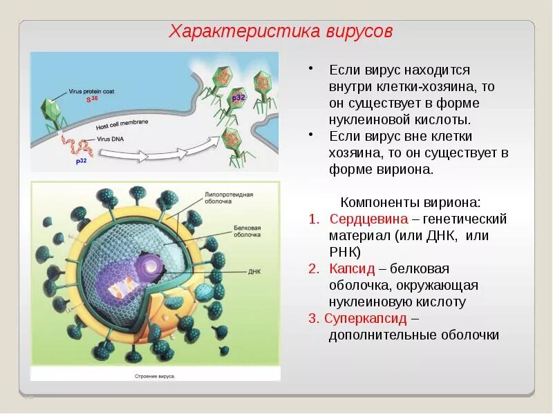 Вирус вне клетки строение. Строение и размножение вирусов. Вирус внутри клетки. Вирус вне клетки хозяина.