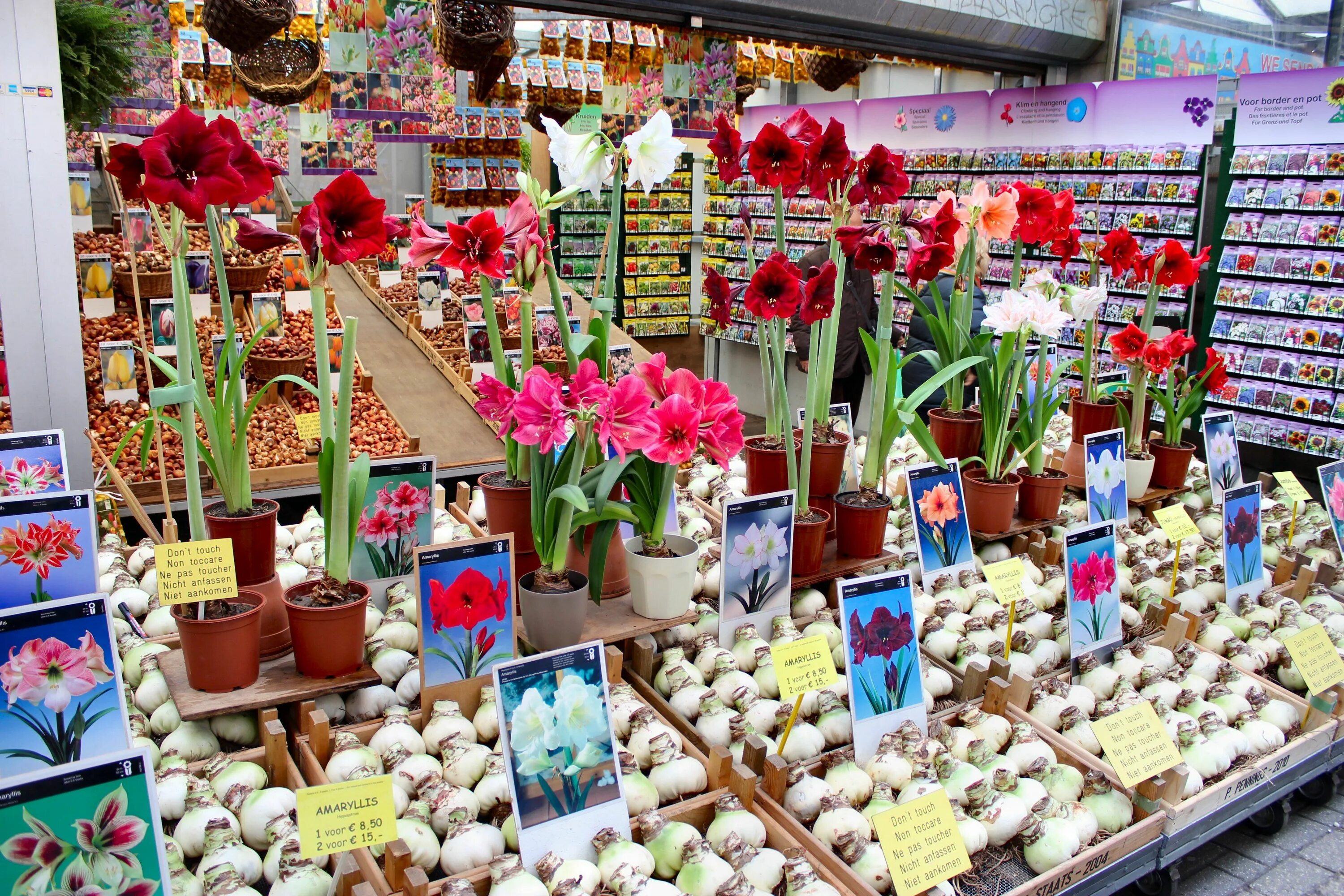 Закупки растений. Цветочный рынок. Цветочный рынок Амстердам. Луковицы цветов. Цветы Голландии.