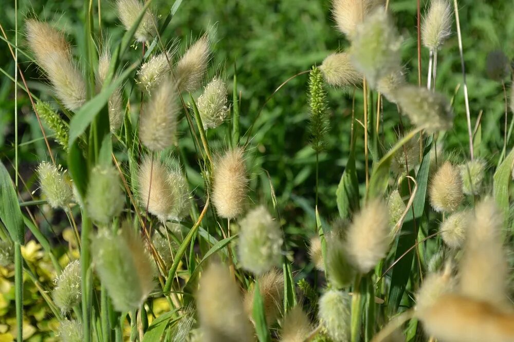 Лагурус степной. Зайцехвост лагурус. Зайцехвост «lagurus ». Заячий хвост (лагурус). Декоративные злаки зайцехвост.