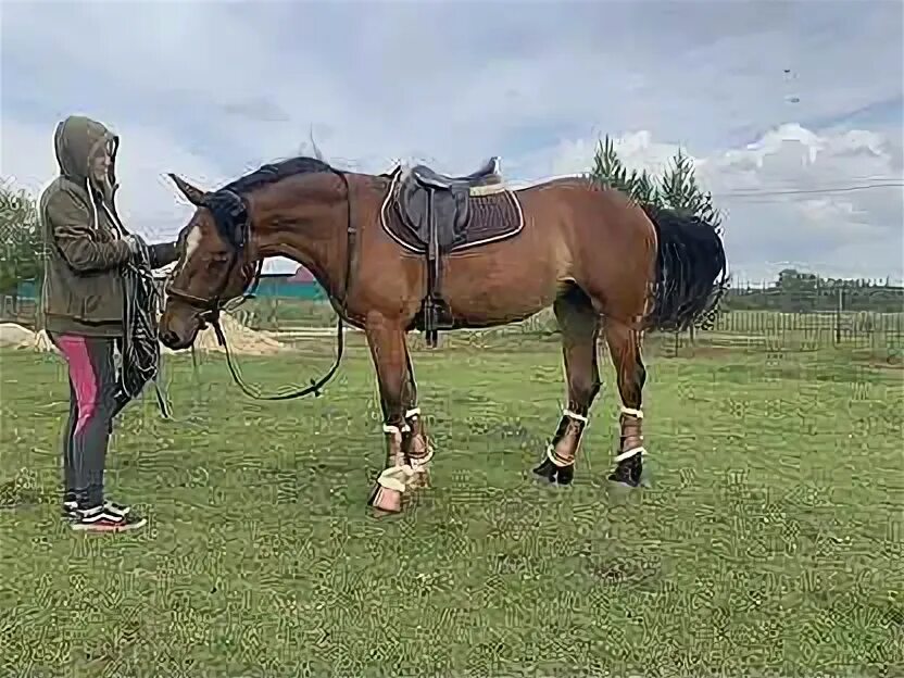 160 лошадей. Лошадь 160 см в холке. Продажа лошадей в Свердловской области. Лошадь подешевле на палке чтобы она стоила 1 0 0 0 или подешевле.