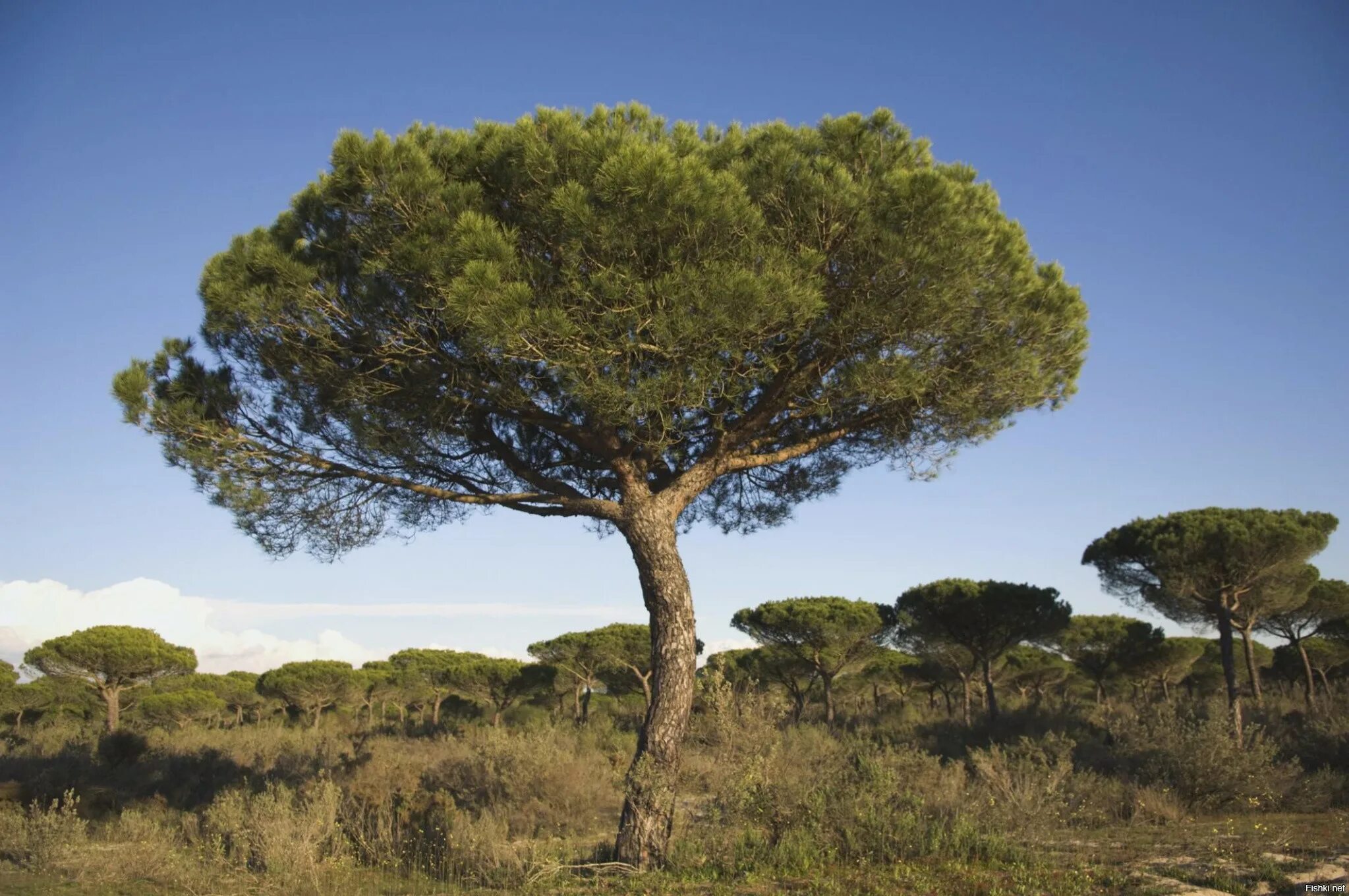 Пиния это. Пиния (Pinus pinea). Сосна итальянская Пиния. Средиземноморская сосна Пиния. Итальянские сосны пинии в Италии.