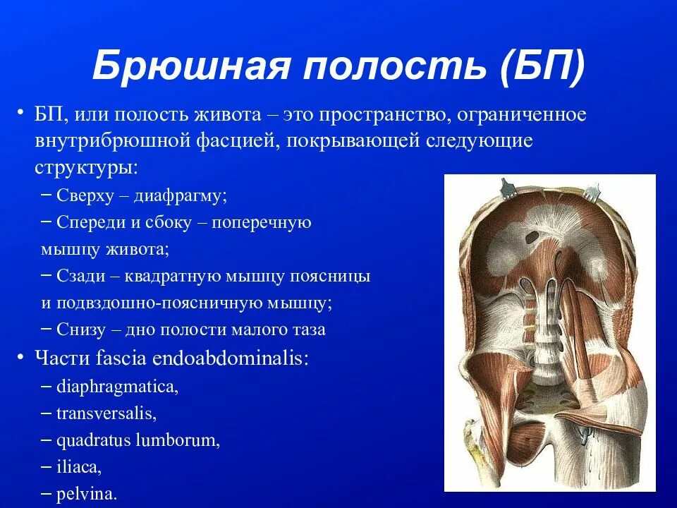 Фасции брюшной полости. Фасции брюшной полости. Поперечный распил забрюшинного пространства схема. Брюшная полость и забрюшинное пространство. Топографическая анатомия забрюшинного пространства.