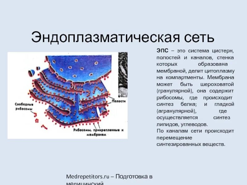 Синтез белка шероховатая эпс. Мембраны эндоплазматической сети. Эндоплазматическая сеть мембранный. Эндоплазматическая сеть мембрана зернистой сети. Шероховатая эндоплазматическая сеть мембрана.