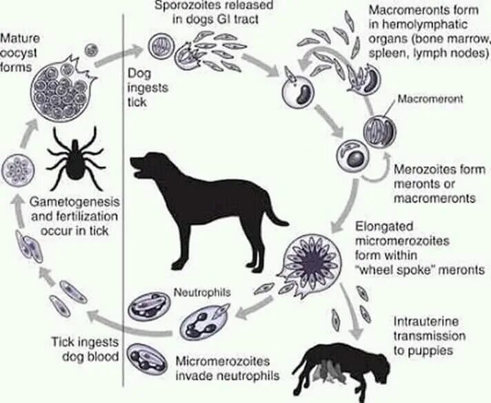 Лечение пироплазмоза у собак схема лечения. Цикл развития Babesia canis. Babesia canis жизненный цикл. Пироплазмоз собак цикл развития. Цикл развития бабезиоза собак.