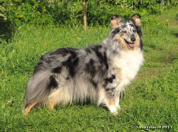 Племенной кобель немецкой овчарки. Американский стаффордширский терьер палевый с черной маской. Ch ua. Ch ua. Американский стаффордширский терьер.