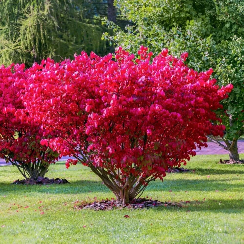 Кустарники м – Telegraph