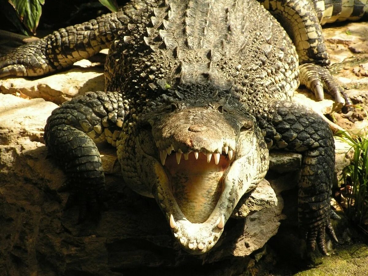 Плащеносная ящерица ящерицы. Психические отклонения. Плащеносная ящерица. Угрожающее поведение. Плащеносная ящерица австралии.