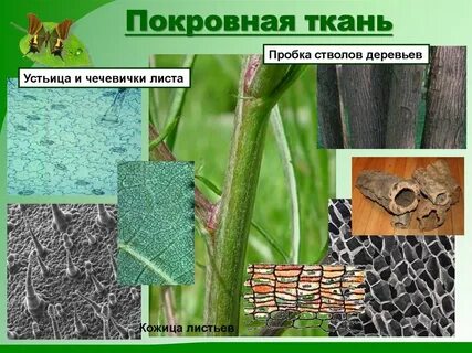 Ткань пробка
