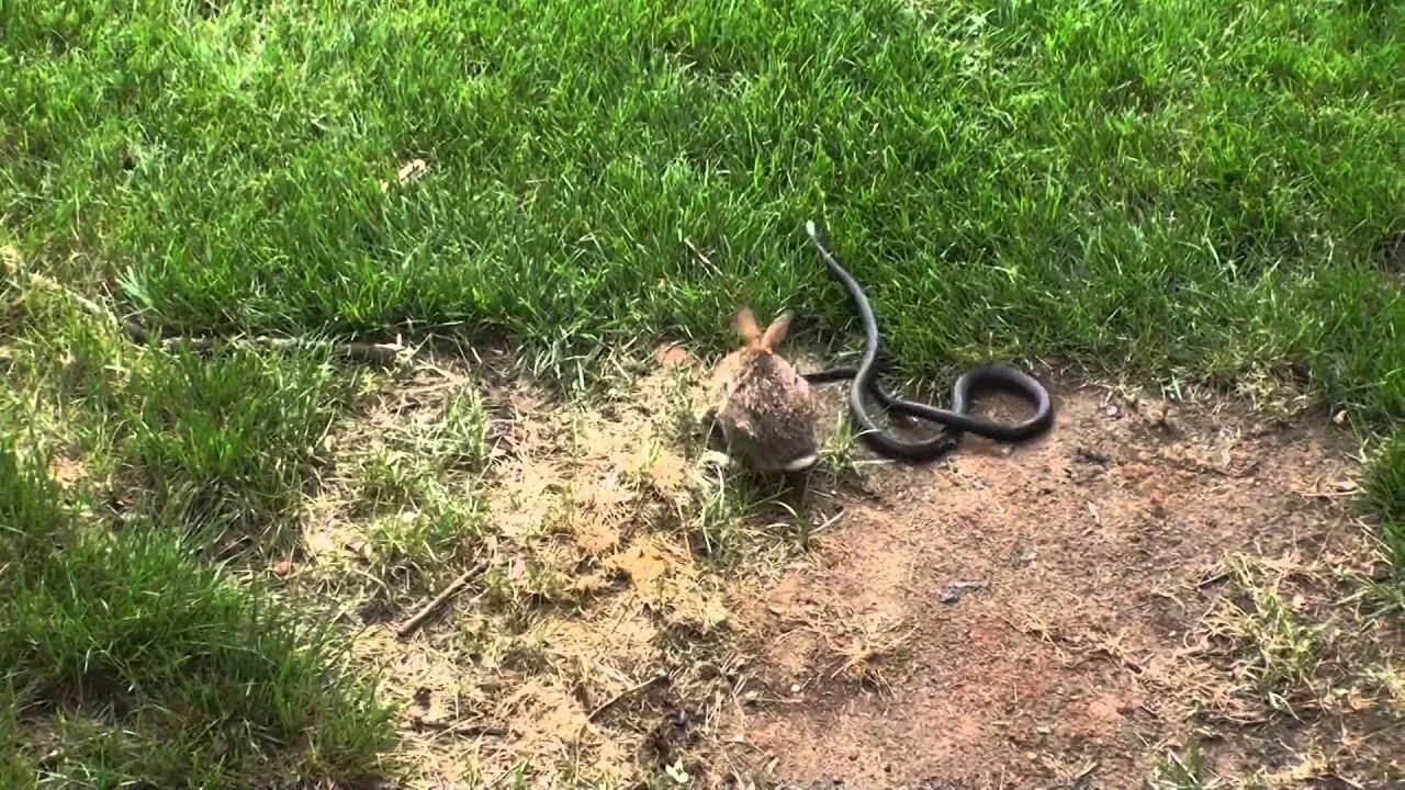 Rabbit snake 3