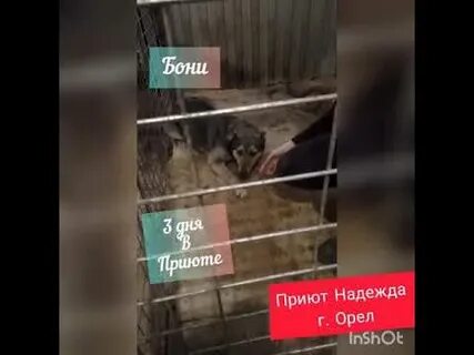 Приют орел