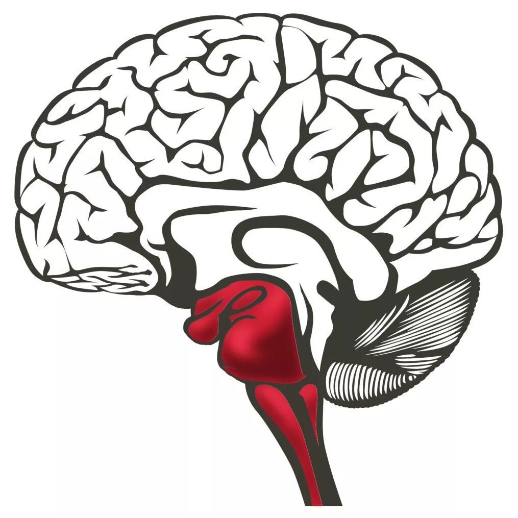 Рептильный мозг лимбический мозг и неокортекс. Гипоталамус рептильный мозг. Мозг рисунок. Рептильный отдел мозга человека.