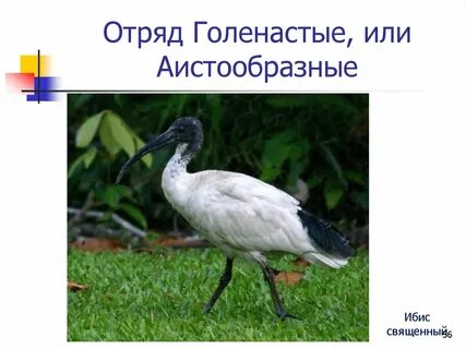 Отряд голенастые