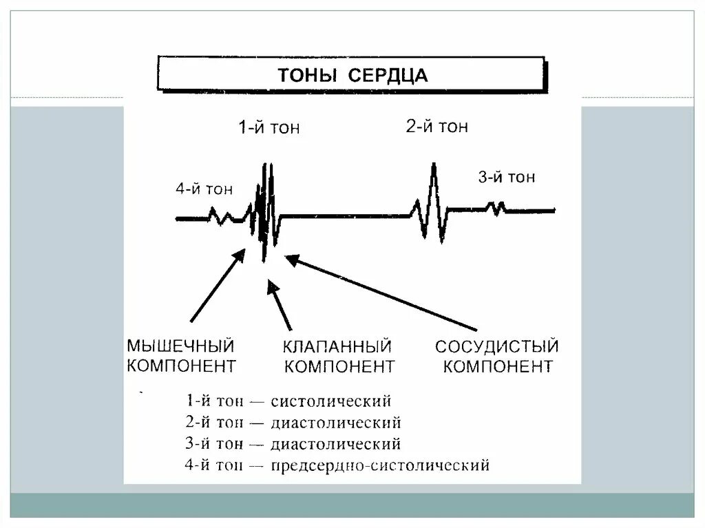 Звуки тона сердца. 1 Тон сердца в норме. Механизм образования 1 и 2 тонов сердца. Частота тонов сердца в норме. Характеристика тонов сердца.