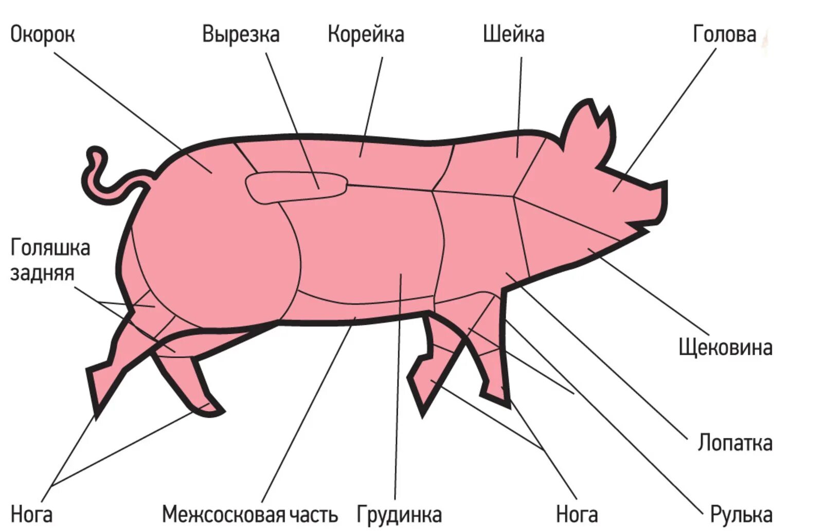 Карбонат какая часть свинины. Схема разделки свиной туши с названиями частей. Корейка свинина схема. Часть туши корейка у свинины. Части туши свинины схема корейка.