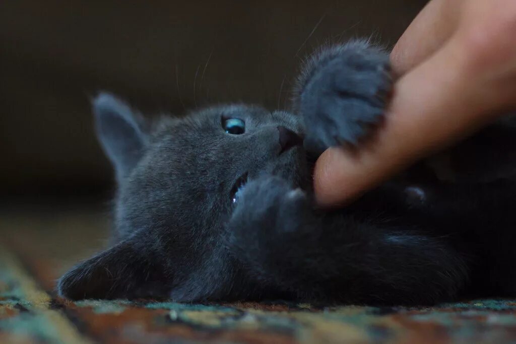 Кошка кусает палец. Котенок кусает. котенок укусил за палец. кусачий кот. кот прикусывает руку.