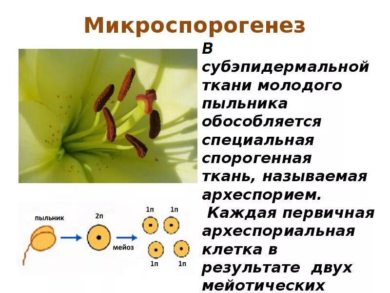 Гаметогенез цветковых. Гаметогенез у покрытосеменных растений. микро и макроспорогенез у цветковых растений. мегаспорогенез у покрытосеменных. спорогенез и гаметогенез у цветковых растений.