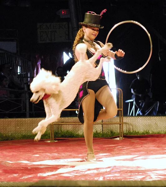 Пудель цирковой. В цирке выступали собачки. Цирковые собачки. Трюки с медведем в цирке. Пудель в цирке.