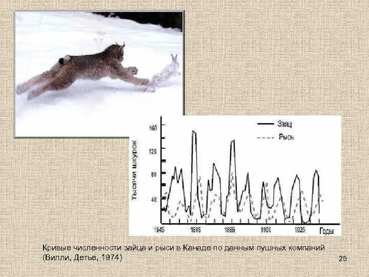 График изменения численности Зайцев и рыси. Численность популяции. Диаграмма популяции. Рысь численность. Рысь число