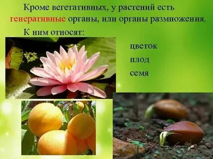 Орган растения фото