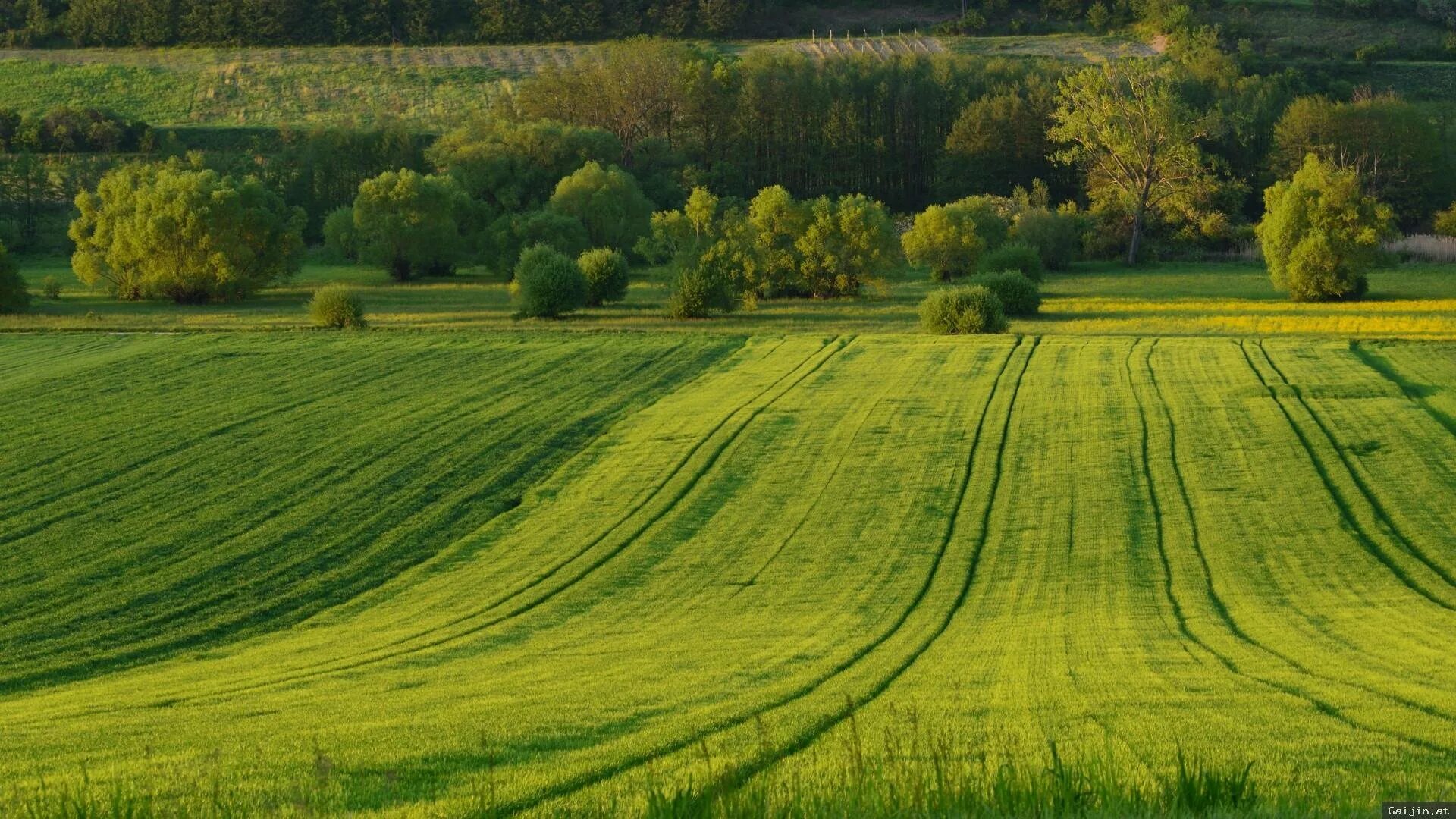 Planned field