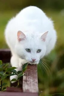 Снять белого кота