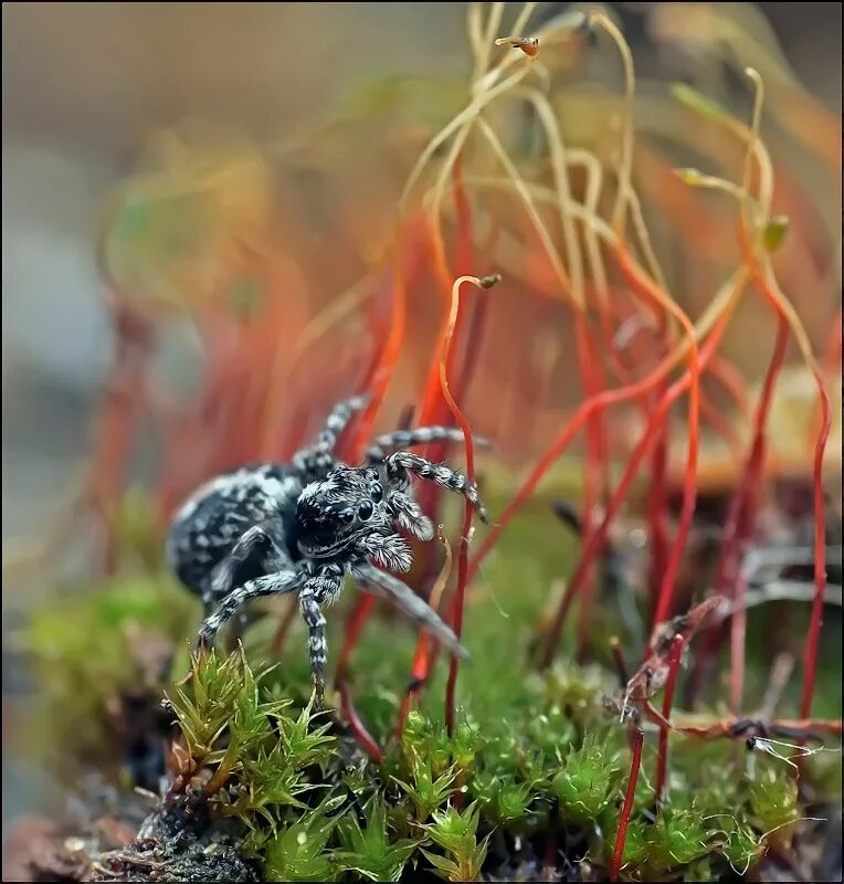 буратта стратичелла. трепещущий тягучий свежий. скованные девушки. расплавленное стекло. распускание липы.