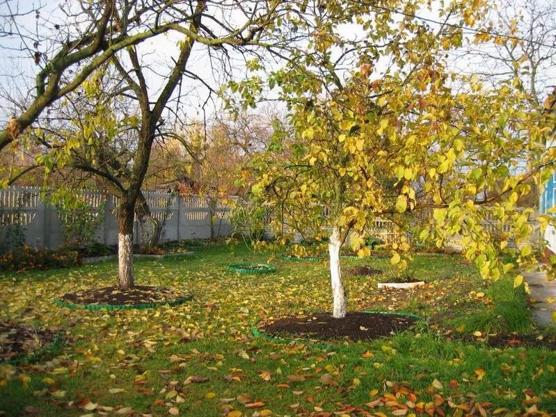 Сад в природном стиле. Осень в саду. Осень сад что делать. Осенний сад. Красивая осень в саду.