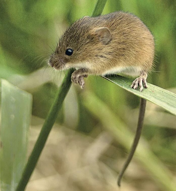 Мышь полевка. Мышь Малютка полевка. Полевая мышь Apodemus agrarius Pallas.. Луговая мышь полевка. Хомяки полевки