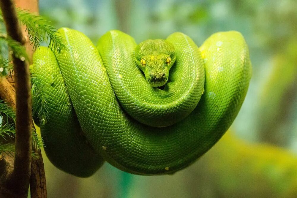 Зеленая змея фото Green Tree Python 16 Green Tree Python hanging around. Christopher Kerrutt Flick