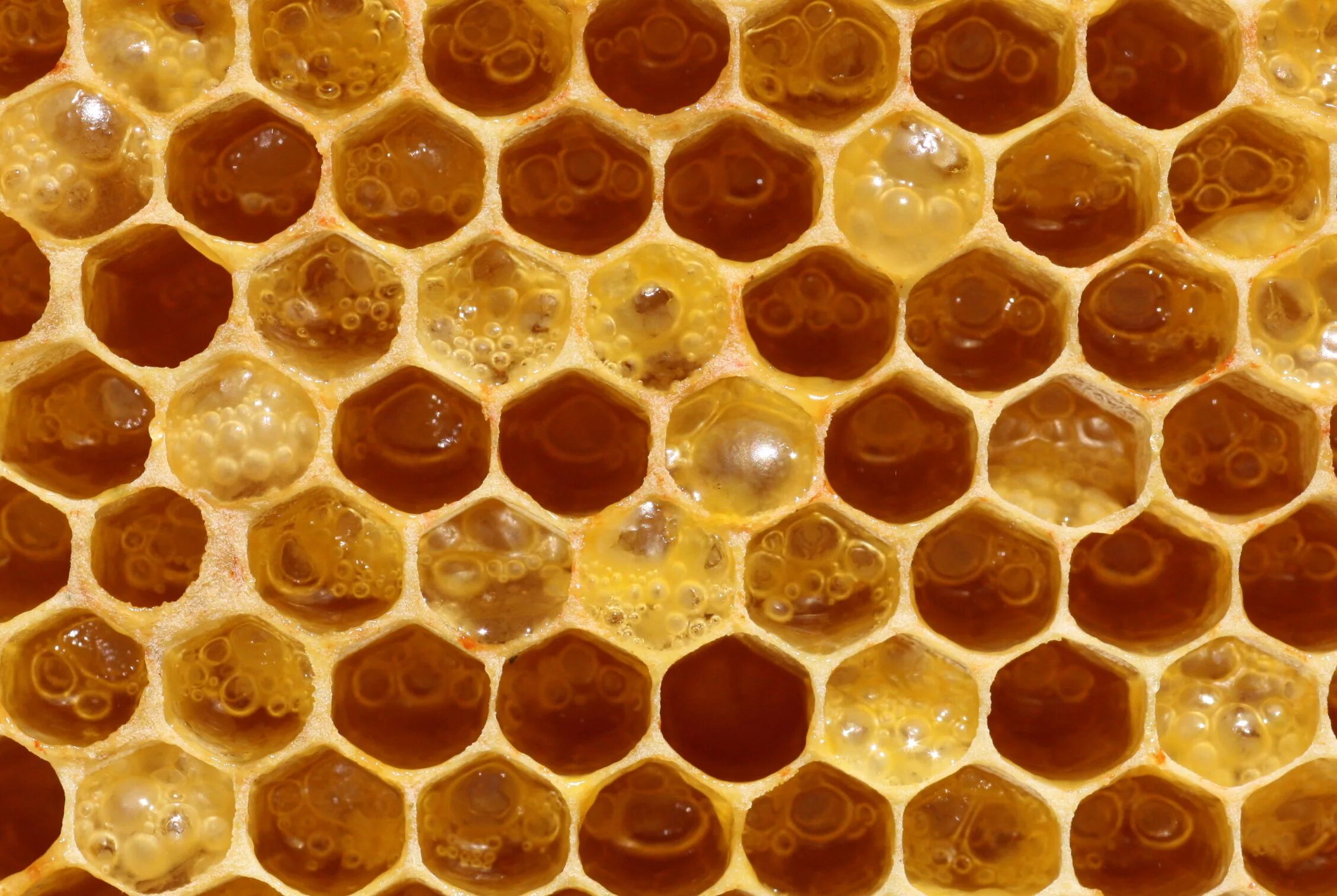 Big honey. Забрус пчелиный. Пчелиное маточное молочко (Королевское желе). Соты пчелиные. Медовые соты.