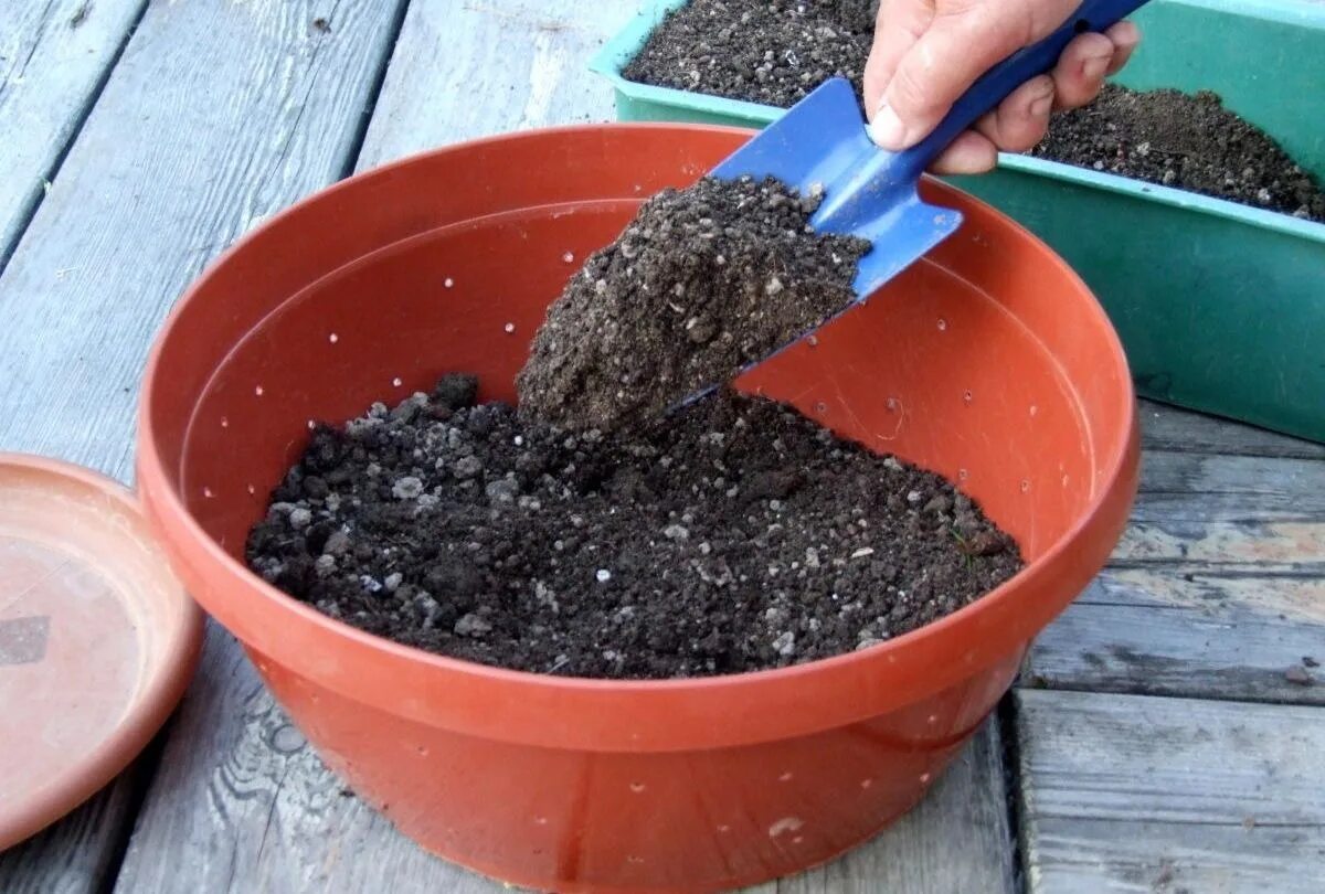 Пересадка рассады в горшки. Почвосмеси для рассады. Посадка растений в грунт. Подготовка грунта для цветов. Подготовка грунта для рассады.