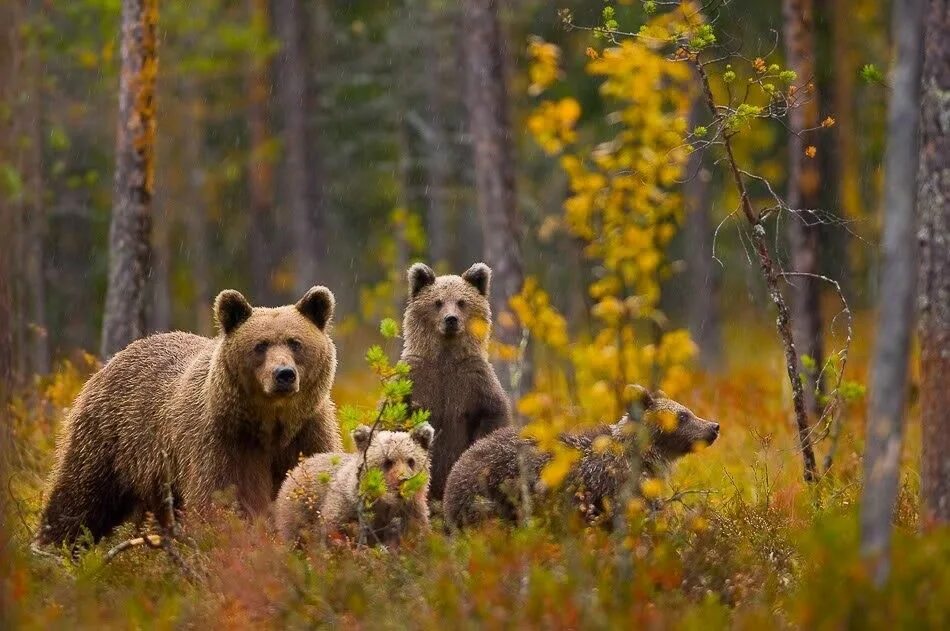 Дикая россия видео. Бурый медведь Таганай. Картина медвежья семья Ушакова. "Медведи в лесу" Kim Norlien. Бурый медведь в тайге России.