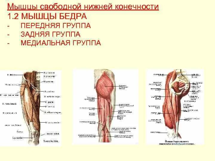 Функции нижних конечностей. Мышцы нижней конечности сбоку. Мышцы нижней конечности вид сбоку. Мышцы таза и нижних конечностей таблица. Мышцы нижних конечностей анатомия функции.
