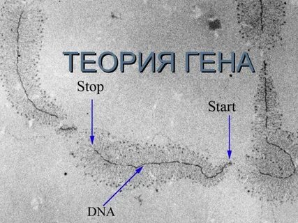 Теория генов