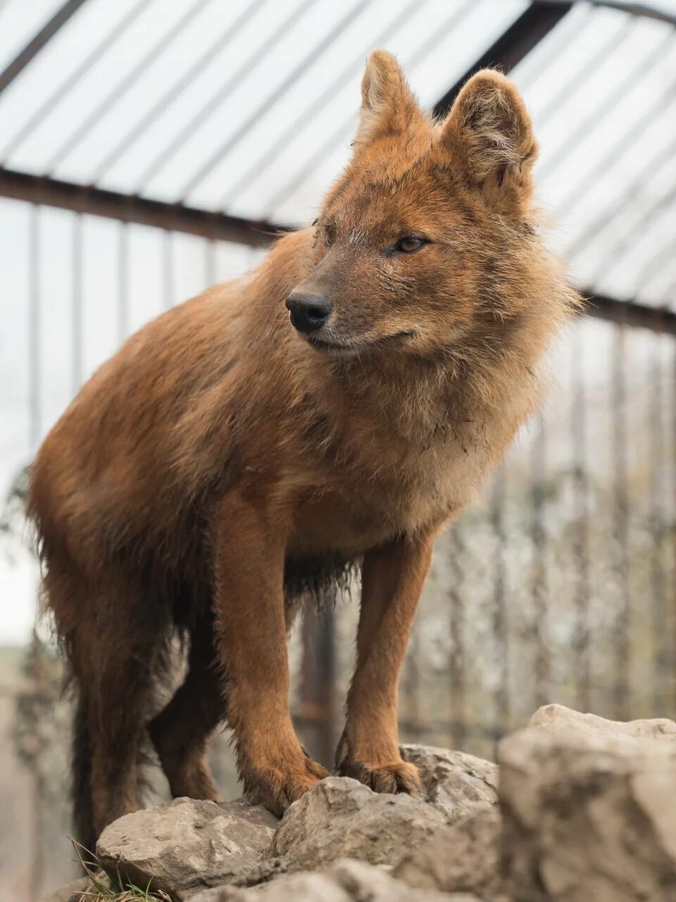 Тянь-Шанский красный волк. Красный волк. Горный волк. Моголлонский горный волк.
