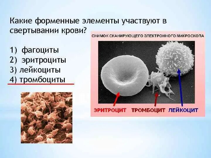 В свертывании крови участвуют форменные