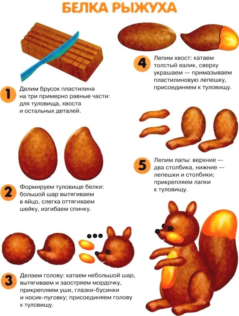 Лепка орешек старшая группа. Лепка из пластилина в старшей группе на тему белка. Схема лепки белки из пластилина в подготовительной группе. Схема лепки белочки. Лепка из пластилина в старшей группе Белочка.