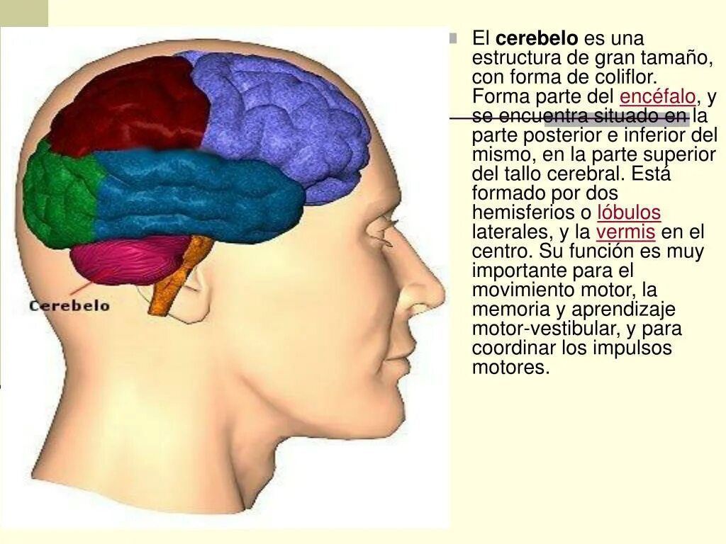 строение лобной доли мозга анатомия. головной мозг человека строение функции и функции. способности человеческого мозга. схема строения отделов головного мозга. строение головного мозга ствол мозжечок.