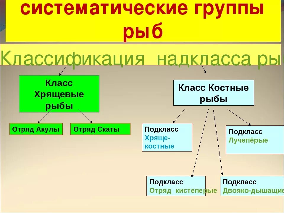 Русский 8 класс рыб. Основные систематические группы рыб строение рыб. Систематика класса костные рыбы. "Отряды костных рыб классификация. Классификация костных рыб 7 класс.