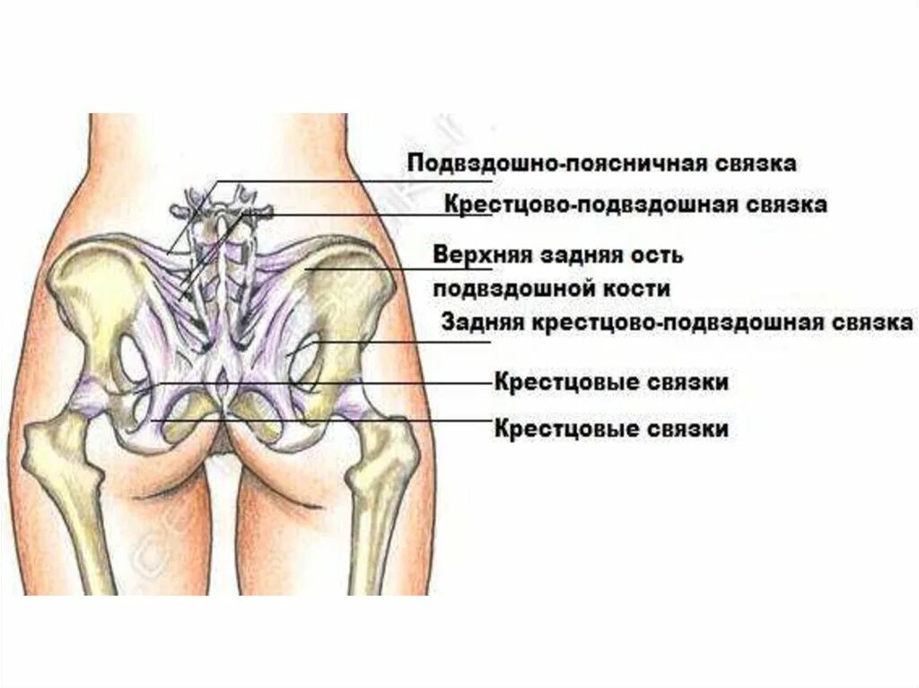 Подвздошная кость находится. Соединение крестцово подвздошного сустава. Крестцово поясничный сустав строение. Подвздошно-поясничная связка анатомия. Крестцово подвздошный сустав вид.