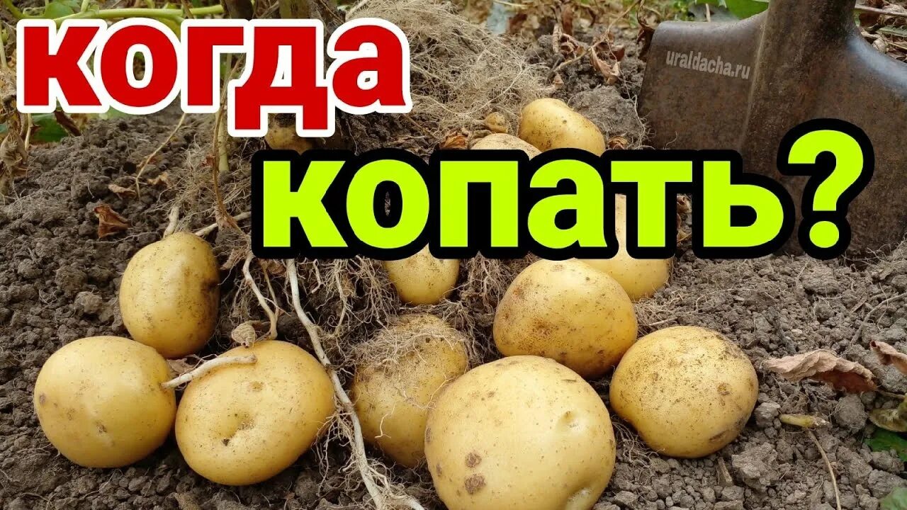 Как хранить выкопанную картошку
