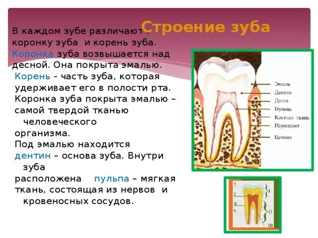 Как называют часть зуба покрытую эмалью