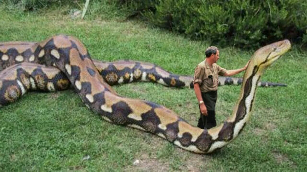 Snakes are longer. Сетчатый питон и Анаконда. Сетчатый питон 10 метров.