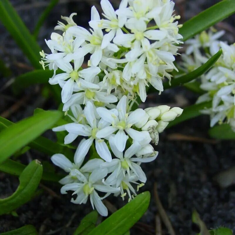 Сцилла цветок купить. Bifolia Сцилла. Сцилла bifolia rosea. Сцилла bifolia Alba. Пролеска bifolia rosea.