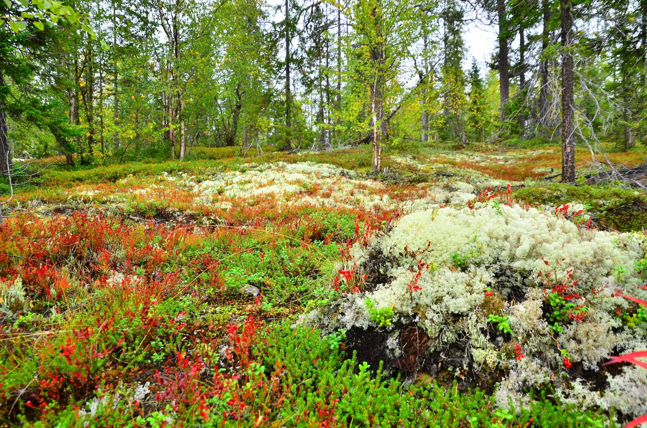Растения северных лесов. Тундра кольского полуострова. Северная ягода морошка. Болотная ягода морошка. Вороника брусника кольского полуострова.