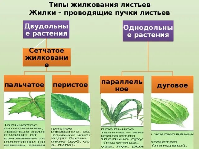 Жилкование сетчатое характерно классу