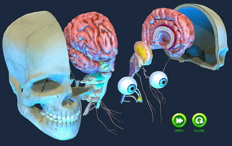 Мозги в черепной коробке. Строение черепа и головного мозга.